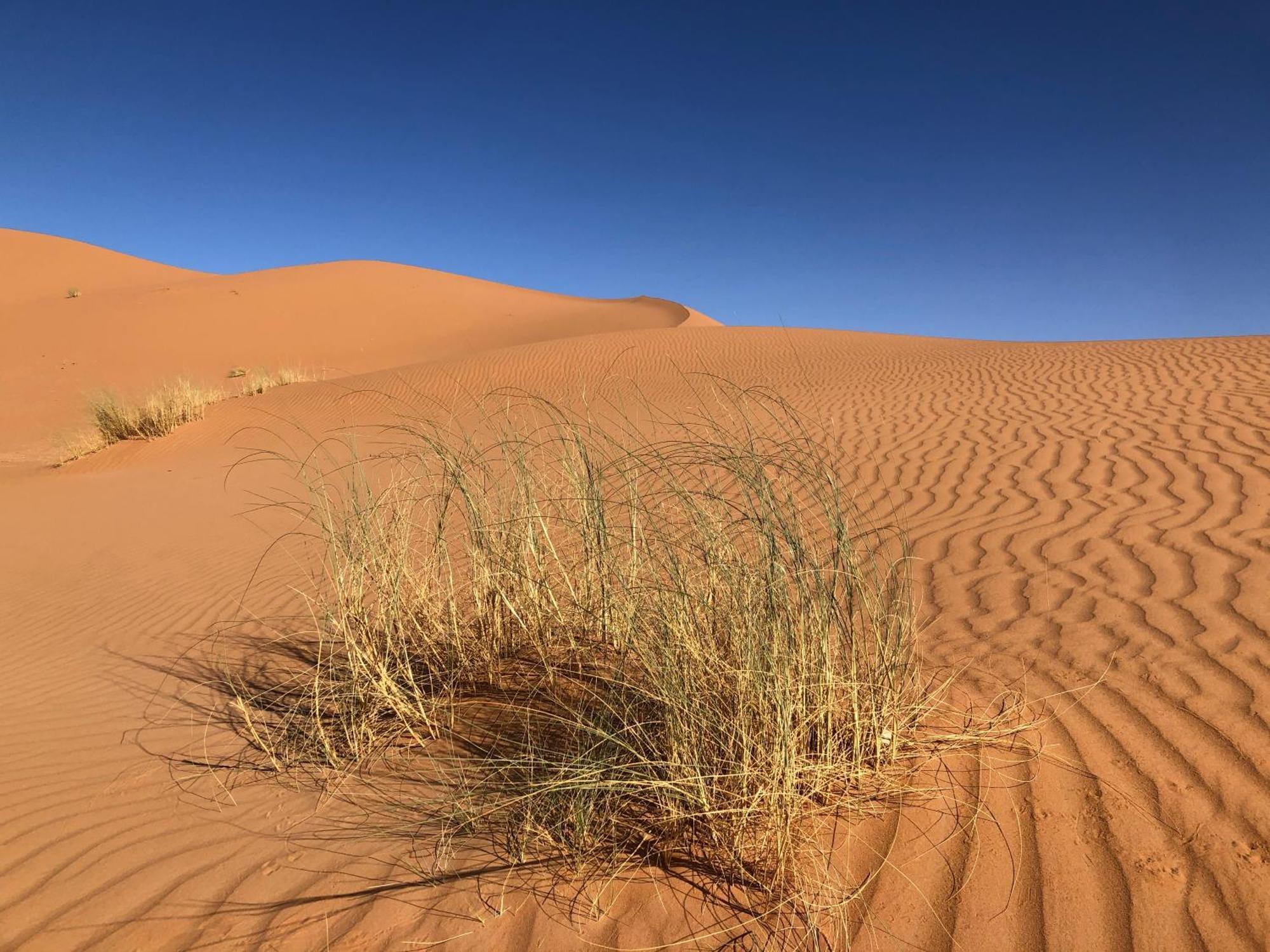 Bivouac Le Petit Prince Merzouga Eksteriør bilde